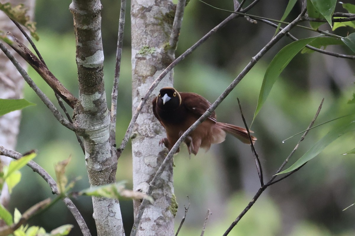 Raggiana Bird-of-Paradise - ML620774095