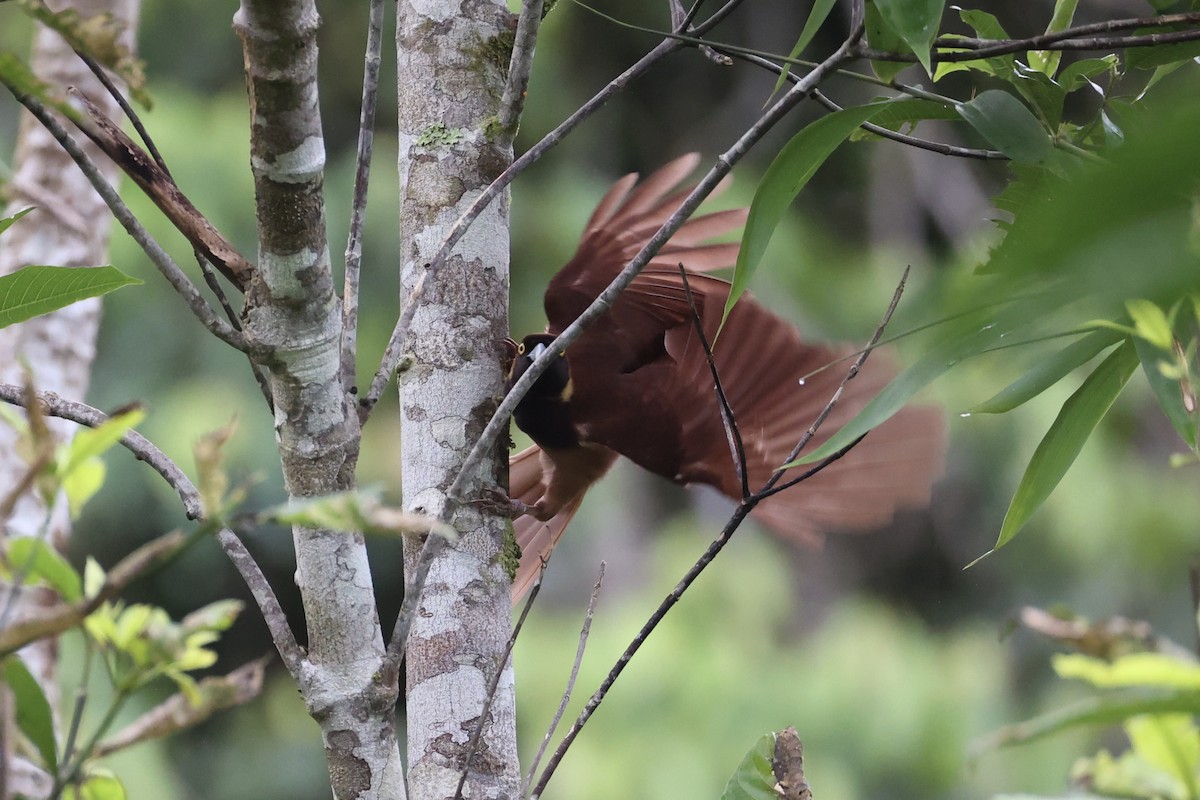 Raggiana Bird-of-Paradise - ML620774096