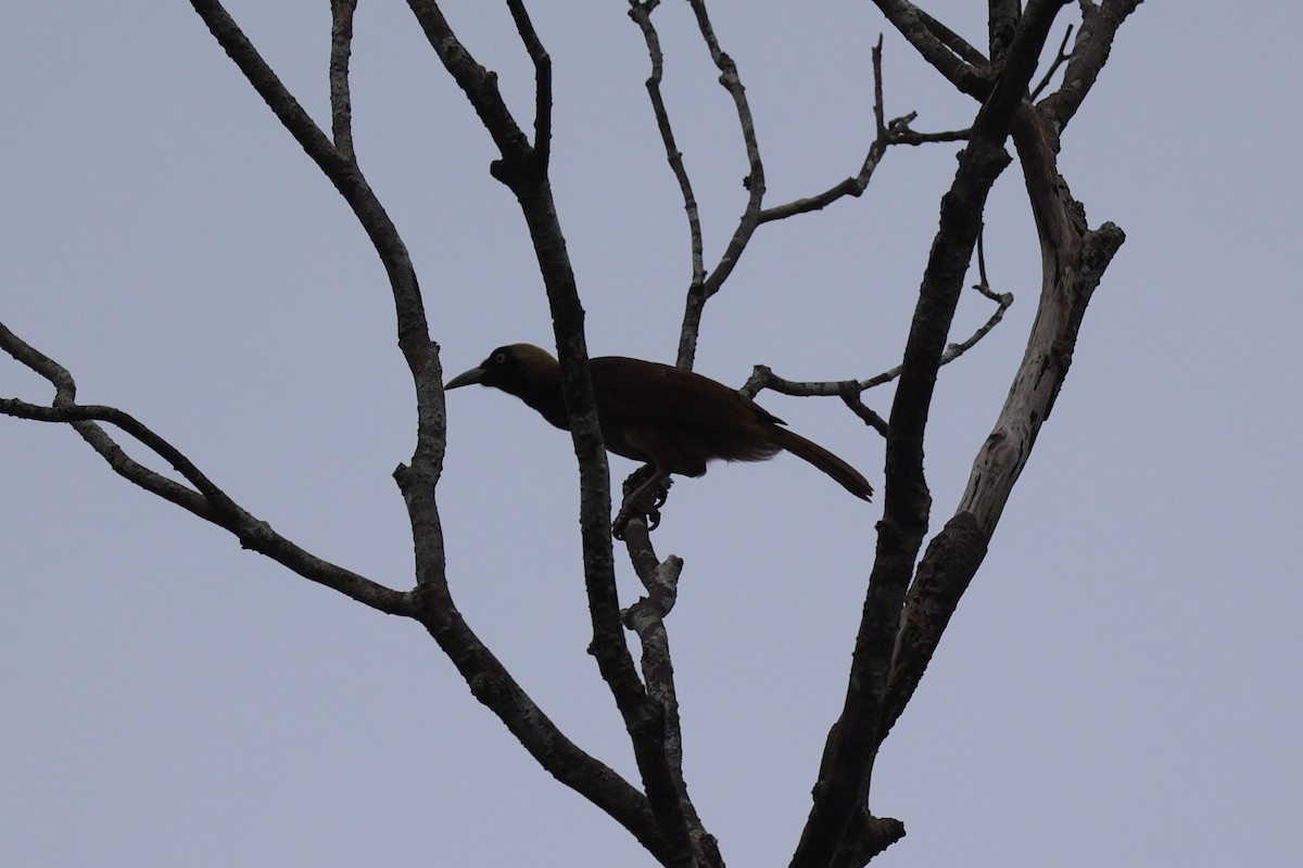 Raggiana Bird-of-Paradise - ML620774097