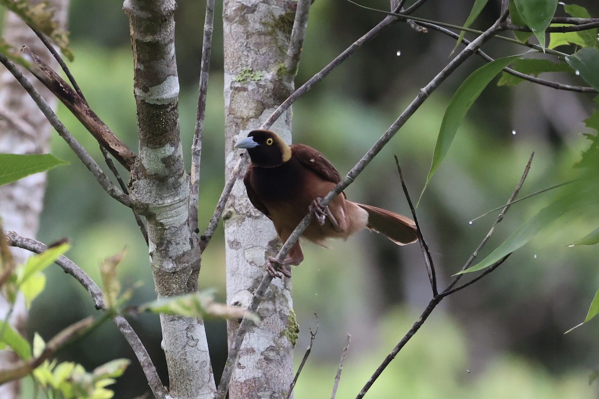 Raggiana Bird-of-Paradise - ML620774098