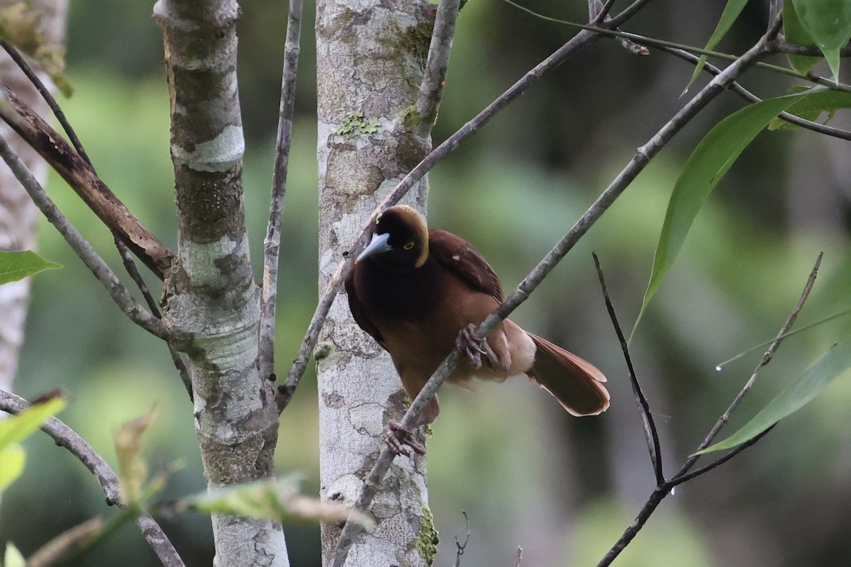 Raggiana Bird-of-Paradise - ML620774099