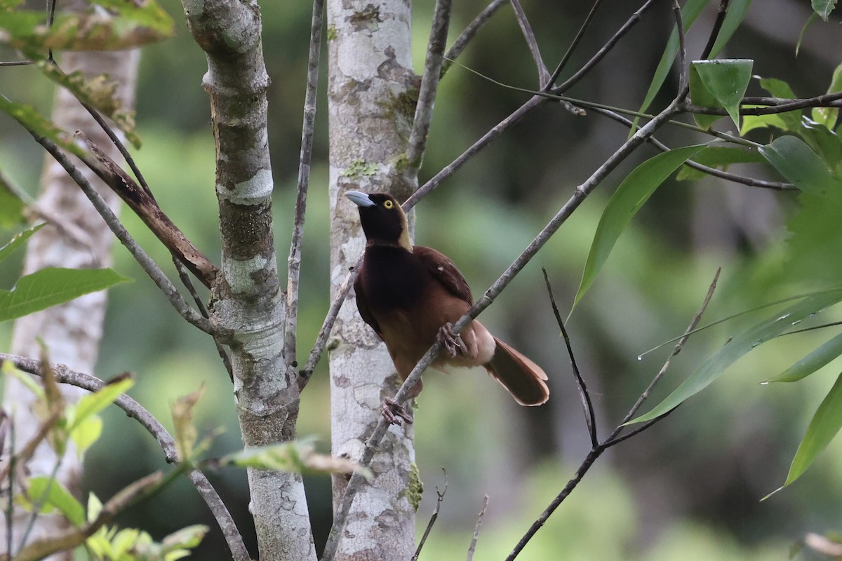 Raggiana Bird-of-Paradise - ML620774100