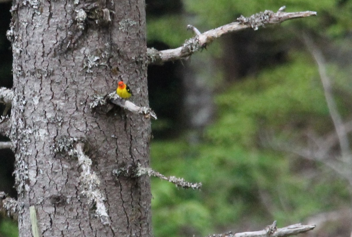 Western Tanager - ML620774101