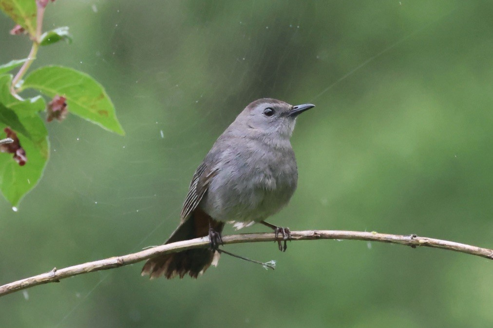 Gray Catbird - ML620774105