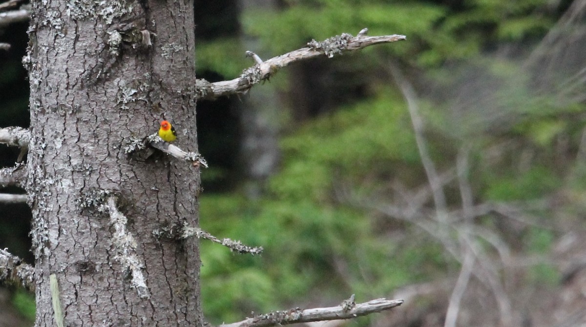 Western Tanager - ML620774106