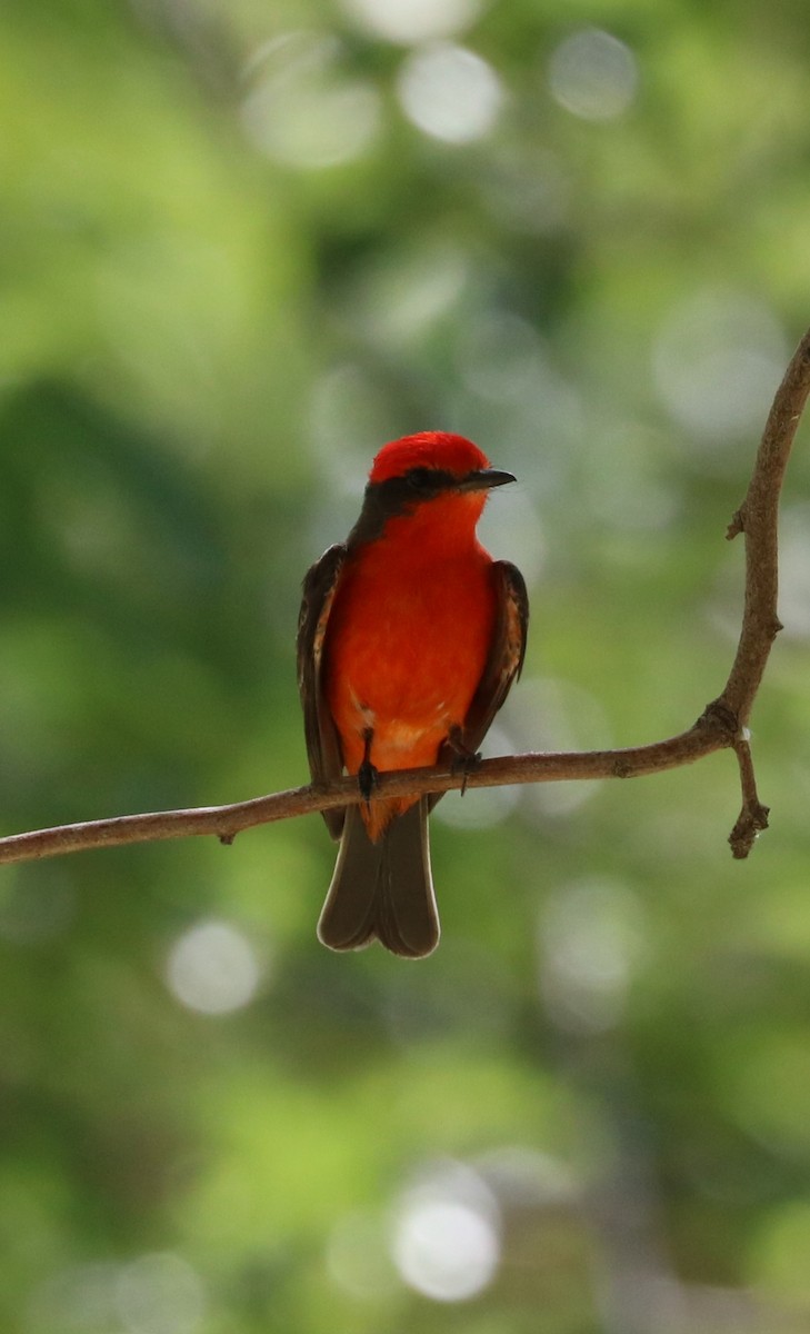 Vermilion Flycatcher - adam zions