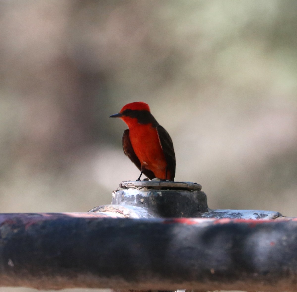 Vermilion Flycatcher - ML620774126