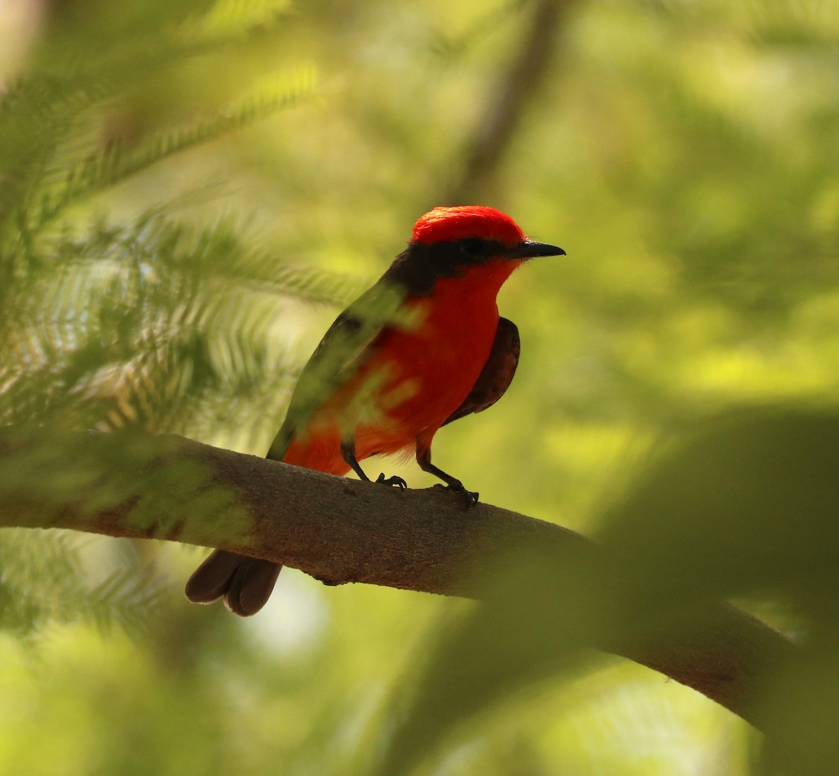 Vermilion Flycatcher - ML620774127