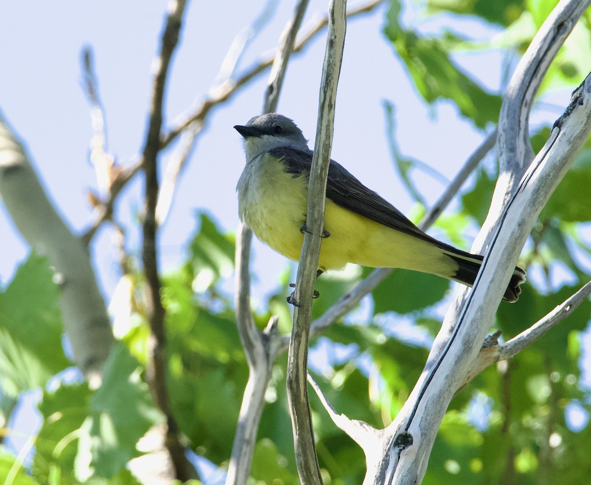 Western Kingbird - ML620774131