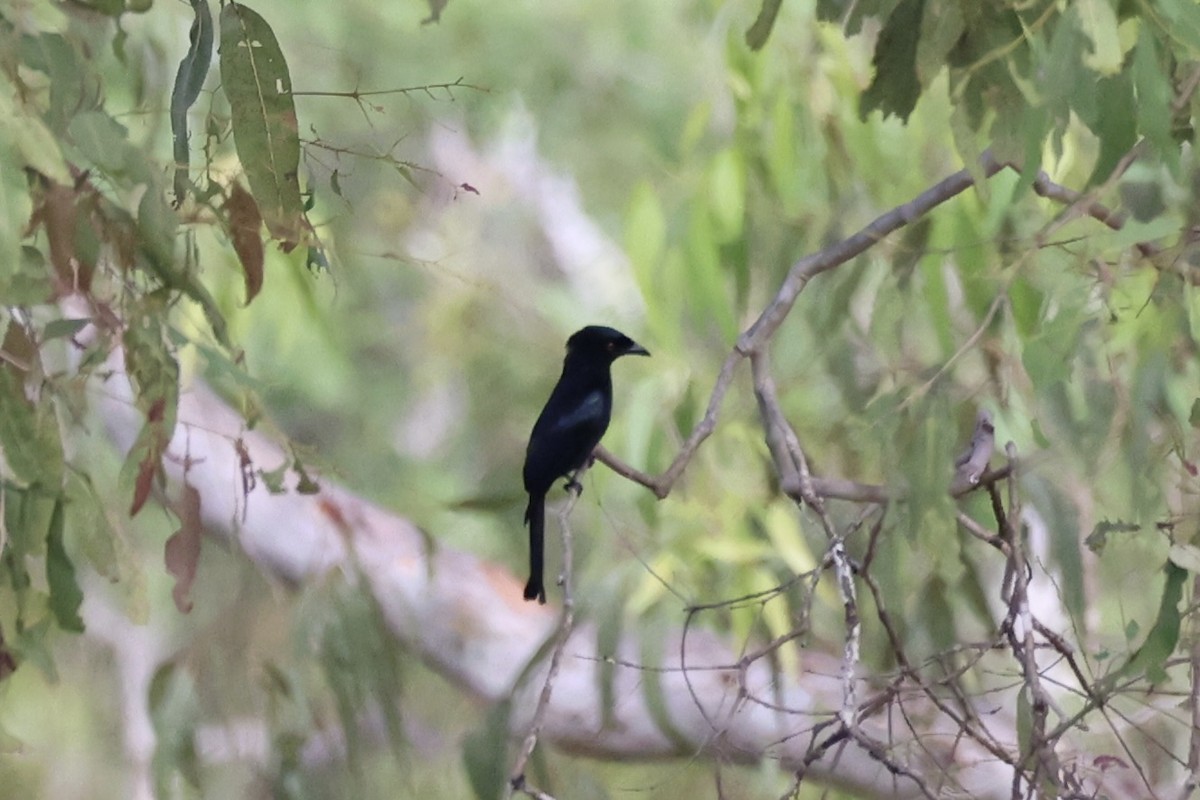 Spangled Drongo - ML620774136