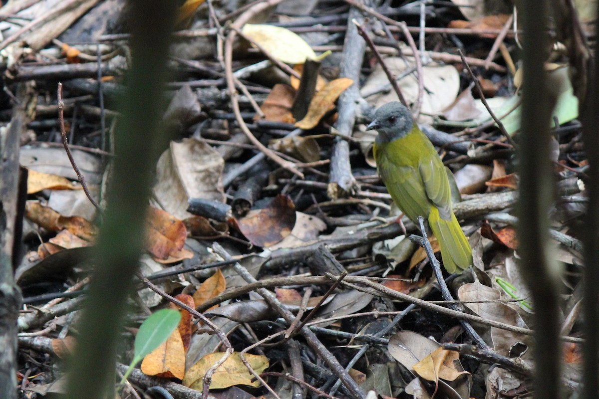 Gray-headed Tanager - ML620774147