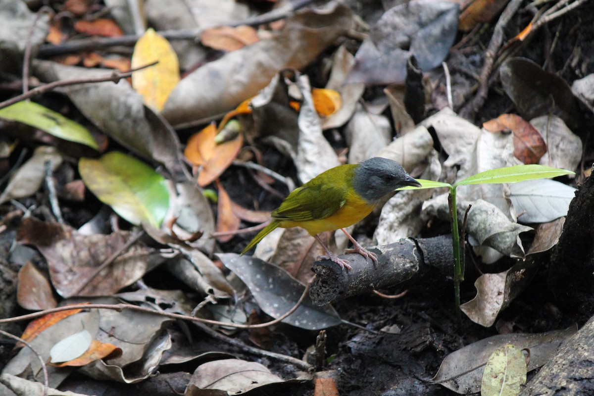 Gray-headed Tanager - ML620774148