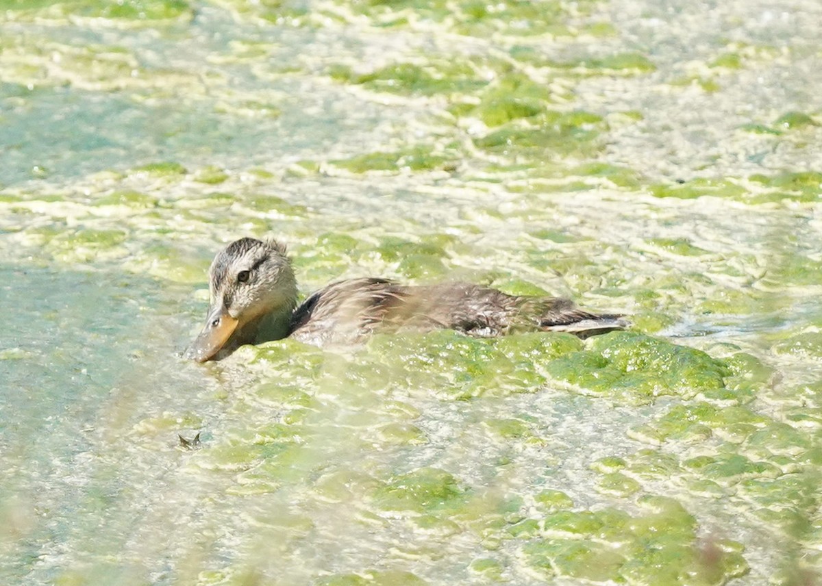 Mallard - Pam Hardy