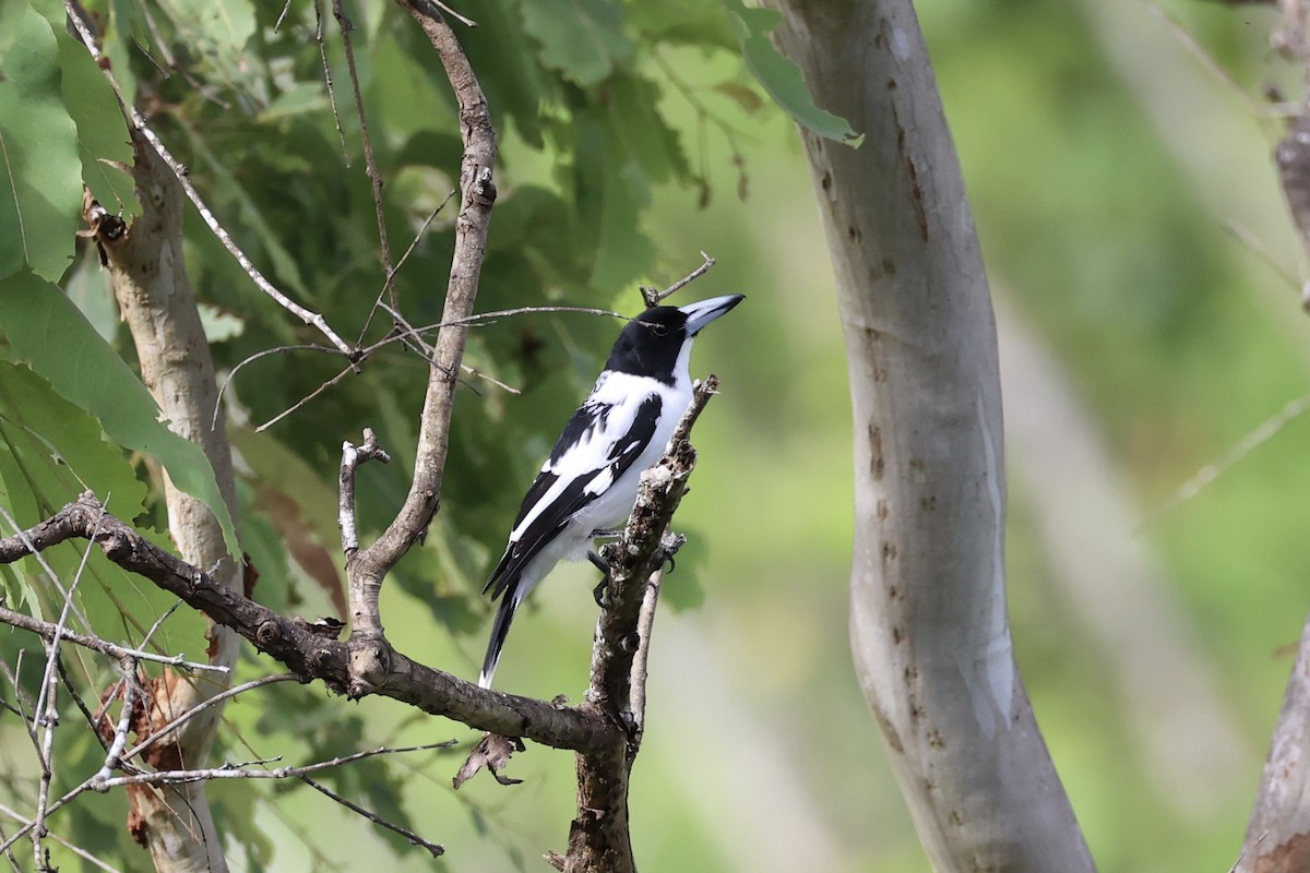 Black-backed Butcherbird - ML620774155