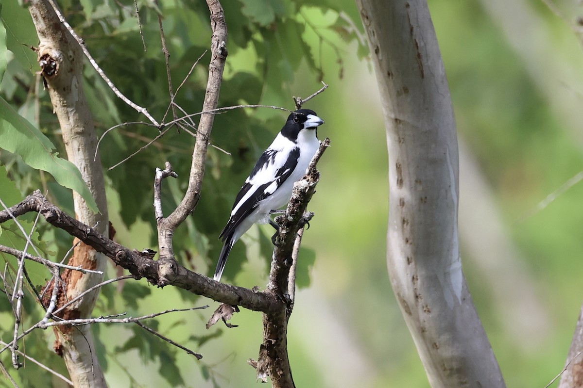 Black-backed Butcherbird - ML620774156