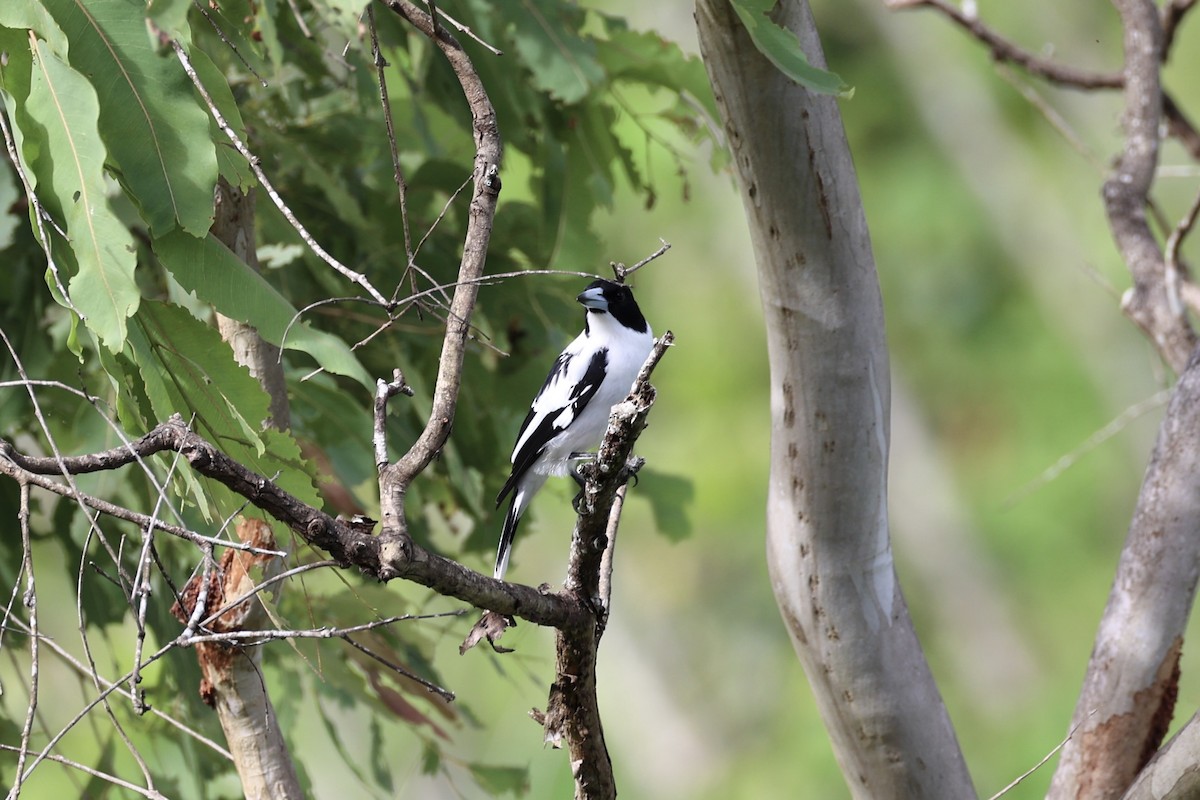 Black-backed Butcherbird - ML620774158