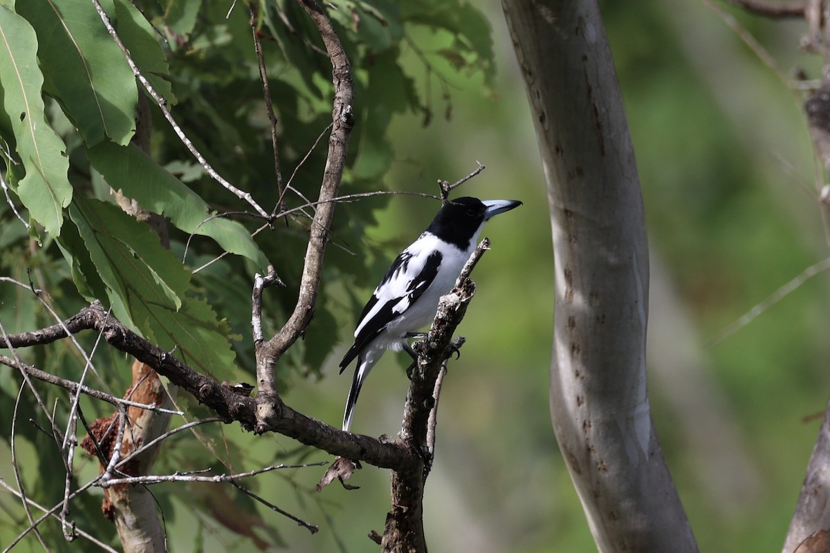 Black-backed Butcherbird - ML620774159