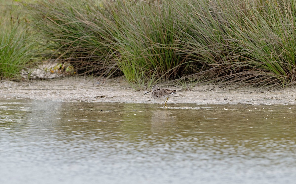 Short-billed Dowitcher - ML620774163