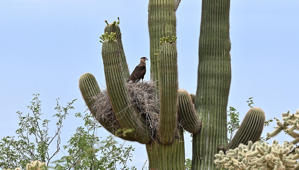 Crested Caracara - ML620774168