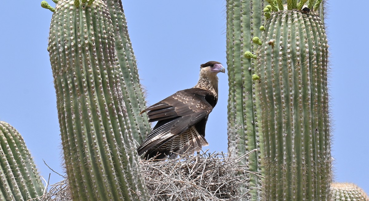 Crested Caracara - ML620774169