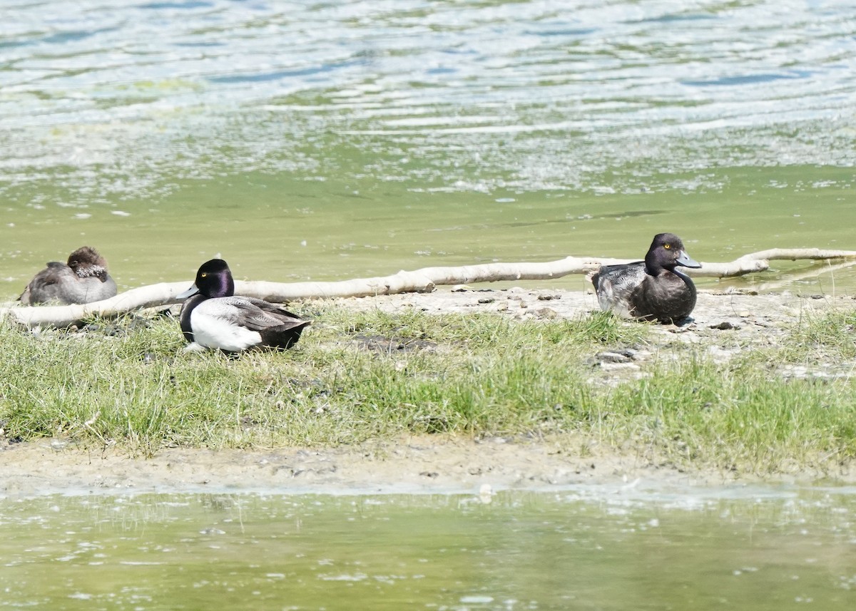 Lesser Scaup - ML620774172