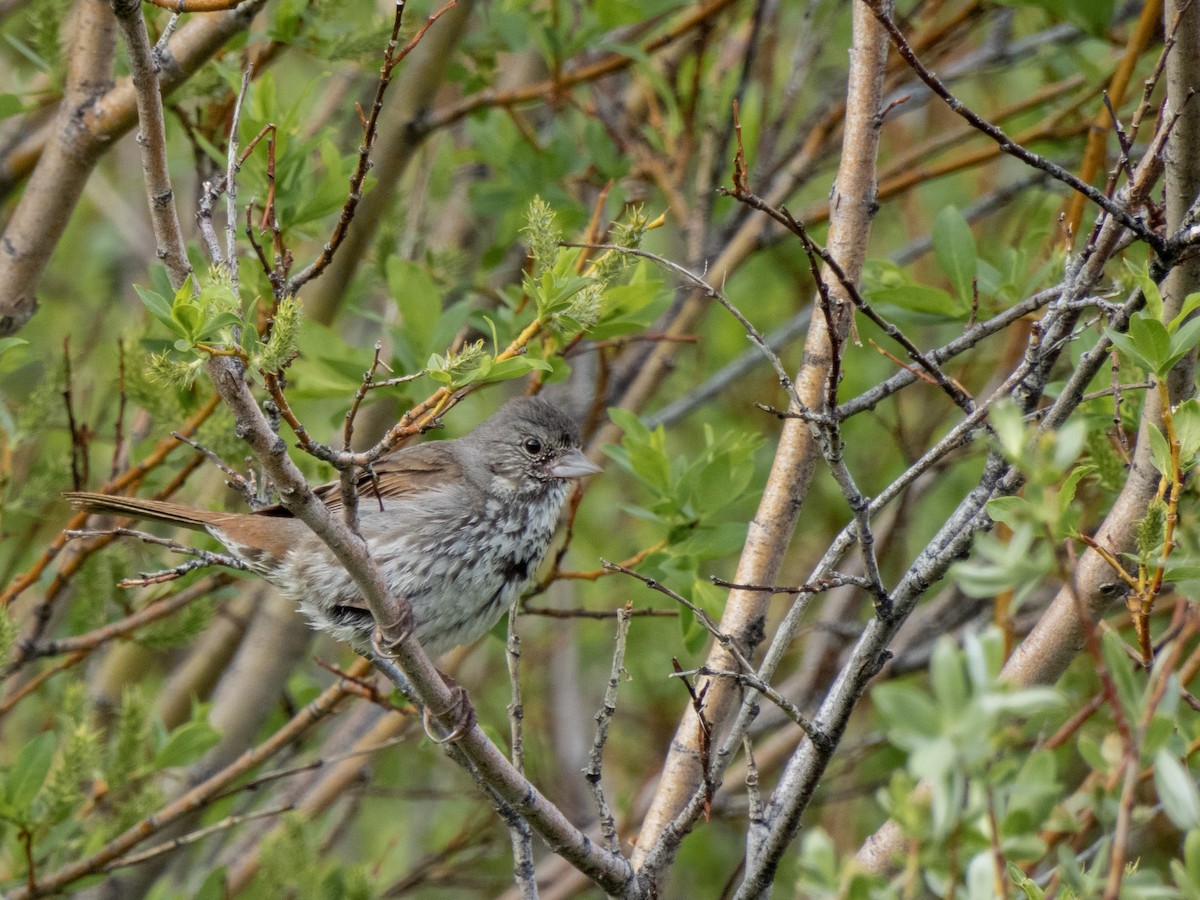 Fox Sparrow - ML620774179