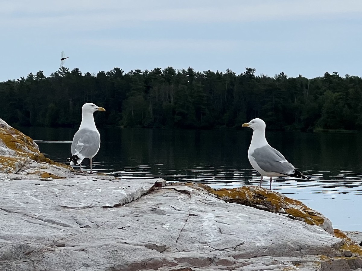 Herring Gull - ML620774189