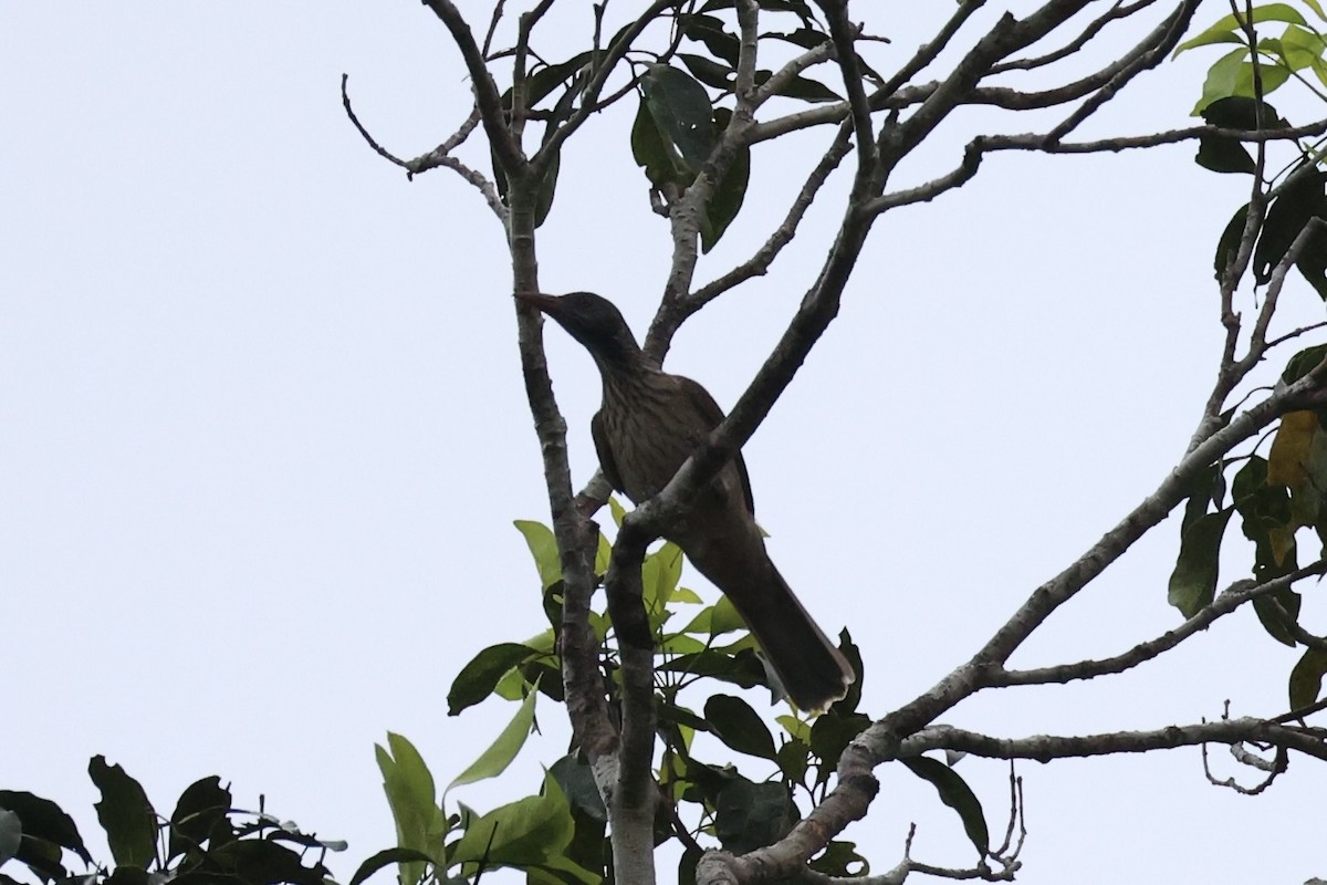 Brown Oriole - ML620774193