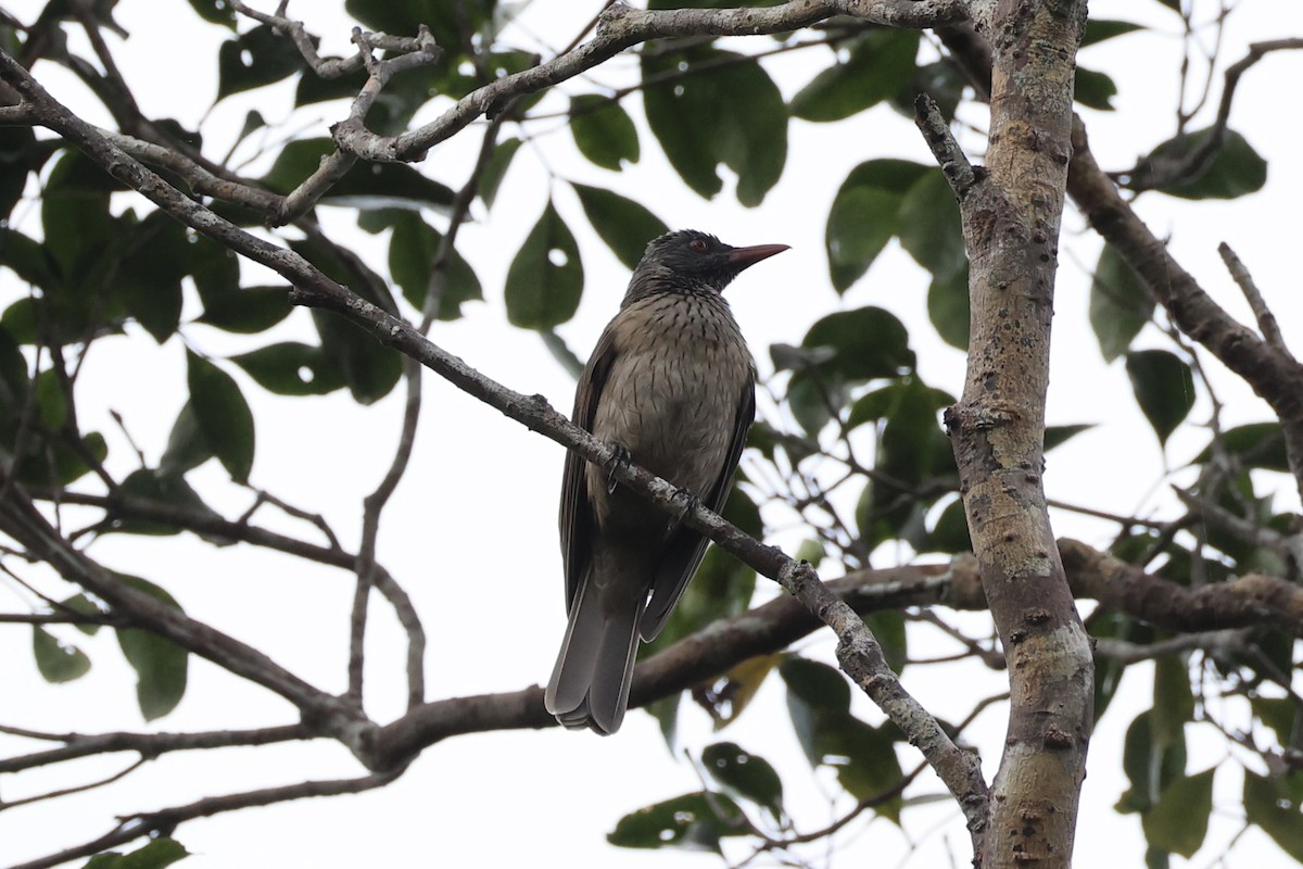 Brown Oriole - ML620774200