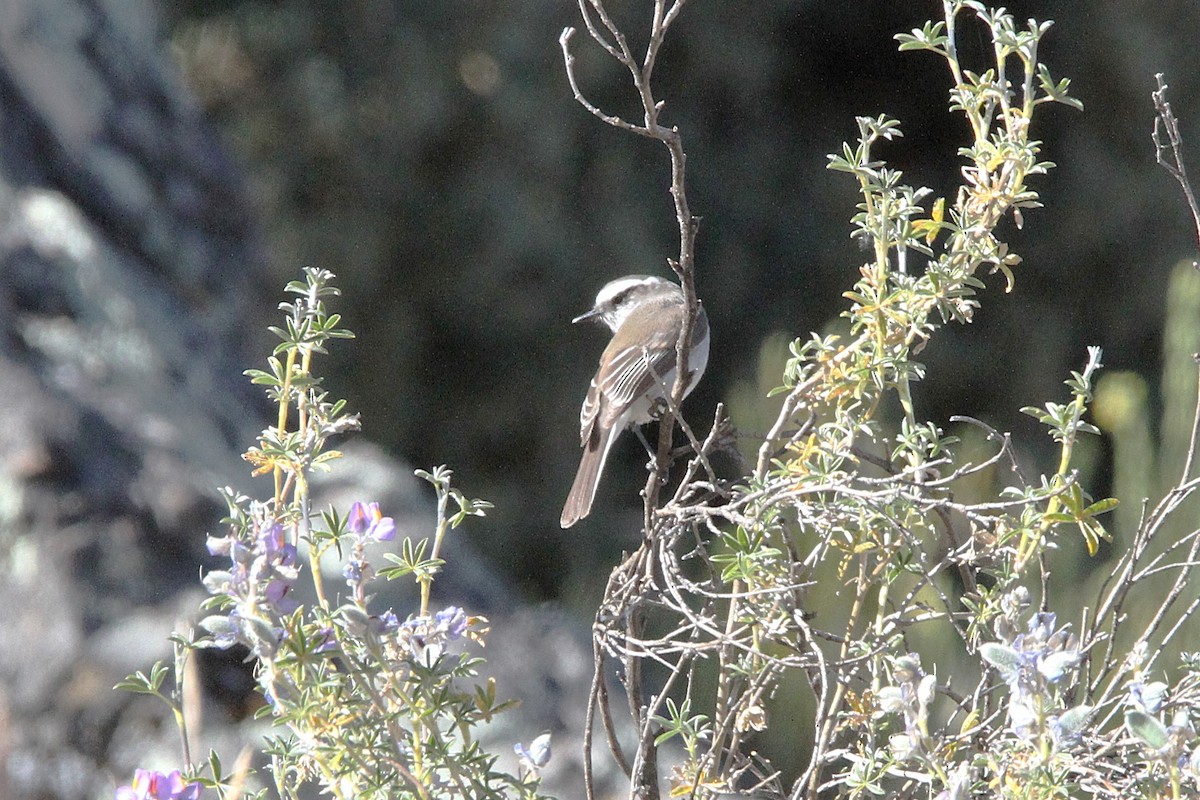 White-browed Chat-Tyrant - ML620774202