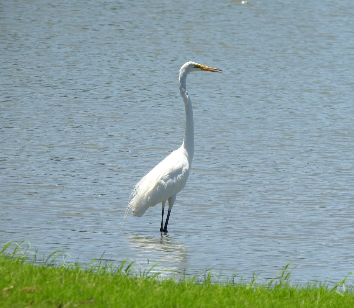 Great Egret - ML620774203