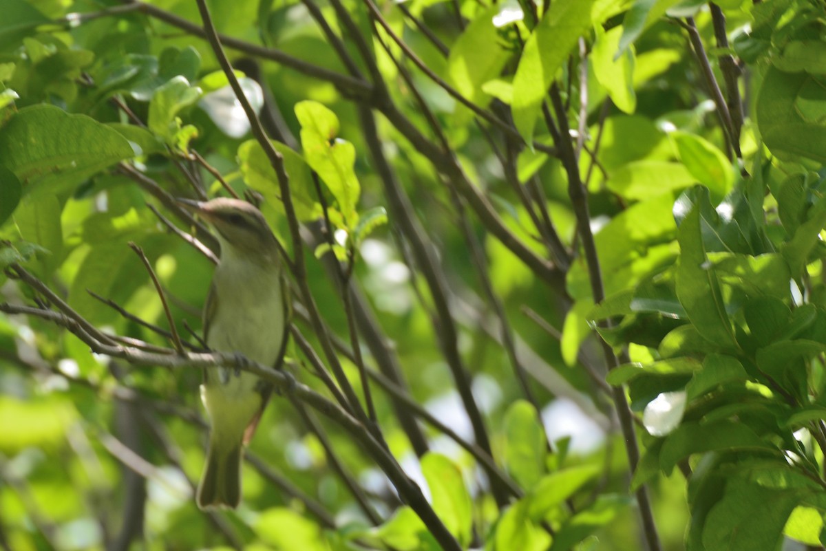 Black-whiskered Vireo - ML620774204