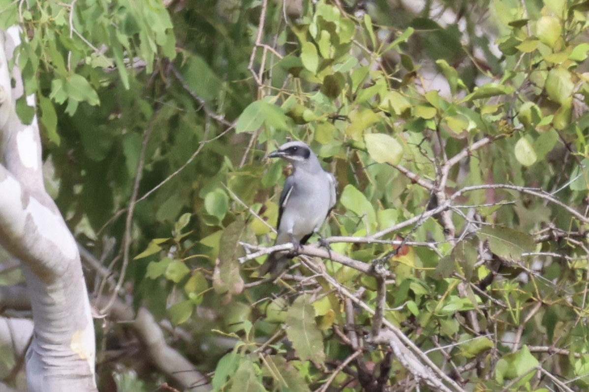 Black-faced Cuckooshrike - ML620774208