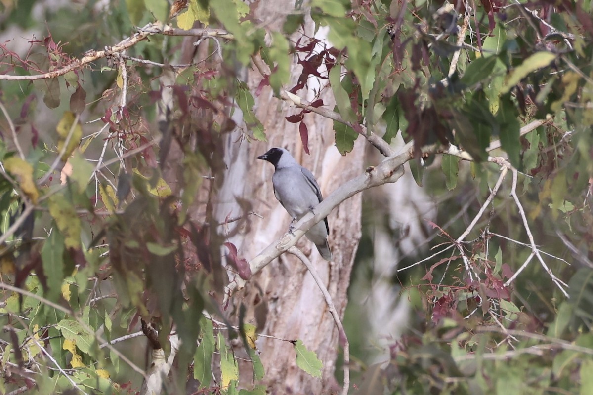 Black-faced Cuckooshrike - ML620774212