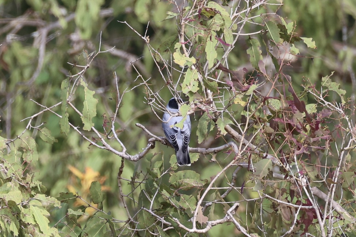 Black-faced Cuckooshrike - Andrew William