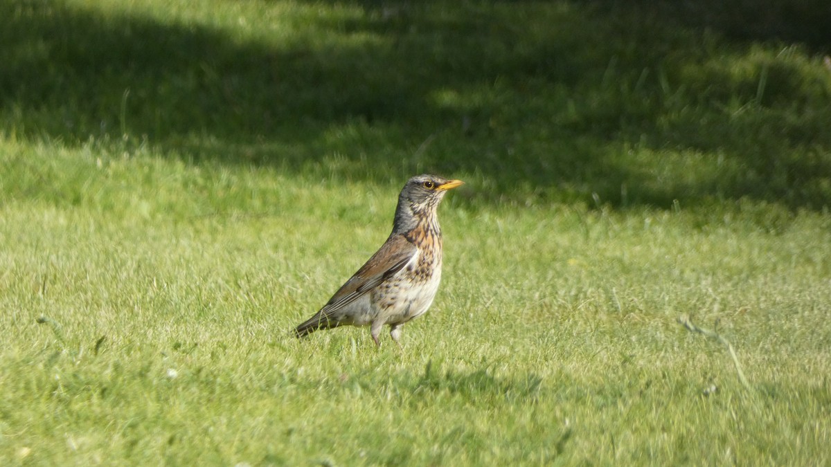 Fieldfare - ML620774215