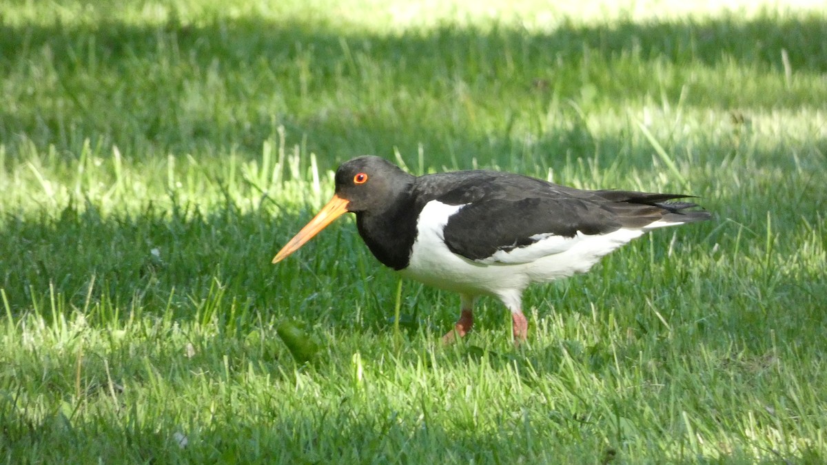 Eurasian Oystercatcher - ML620774216