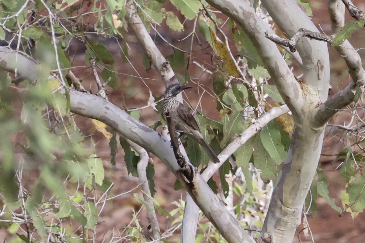 Brown Oriole - ML620774221