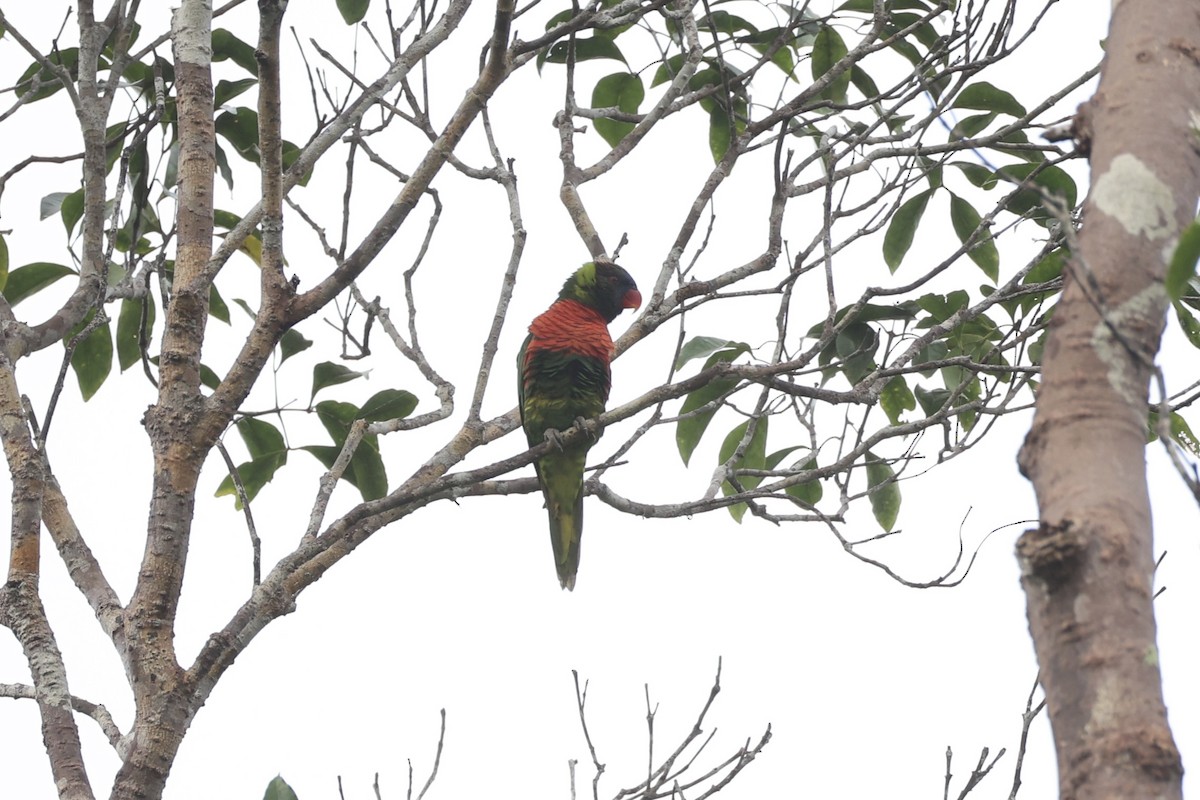 Coconut Lorikeet - ML620774238