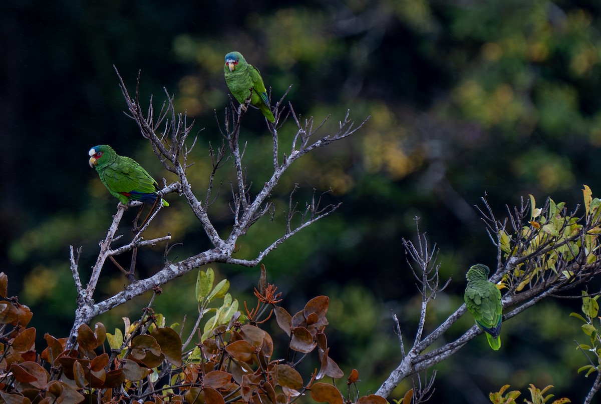 White-fronted Parrot - ML620774239