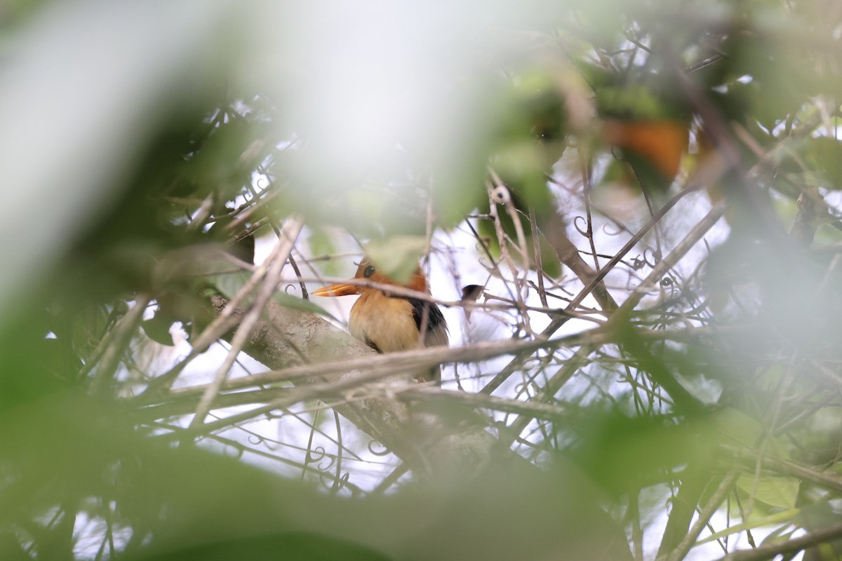 Yellow-billed Kingfisher - ML620774248