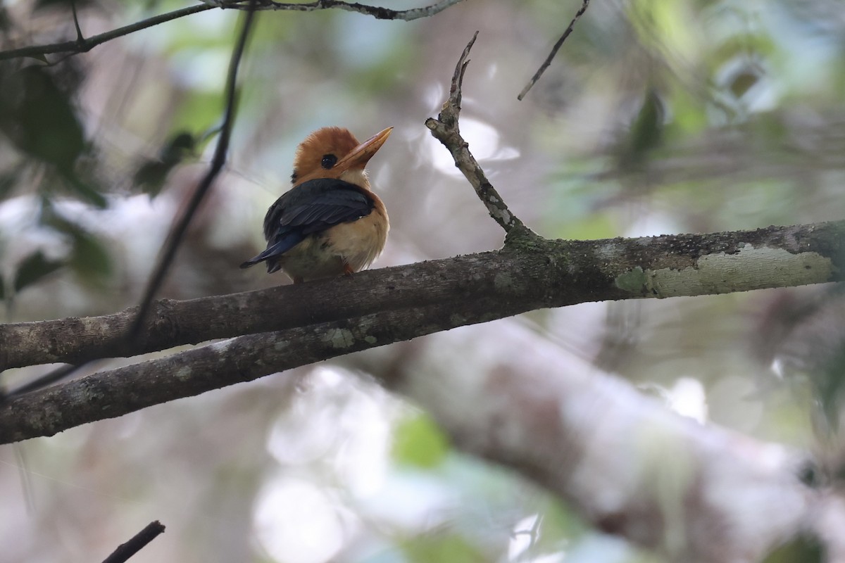 Yellow-billed Kingfisher - ML620774250