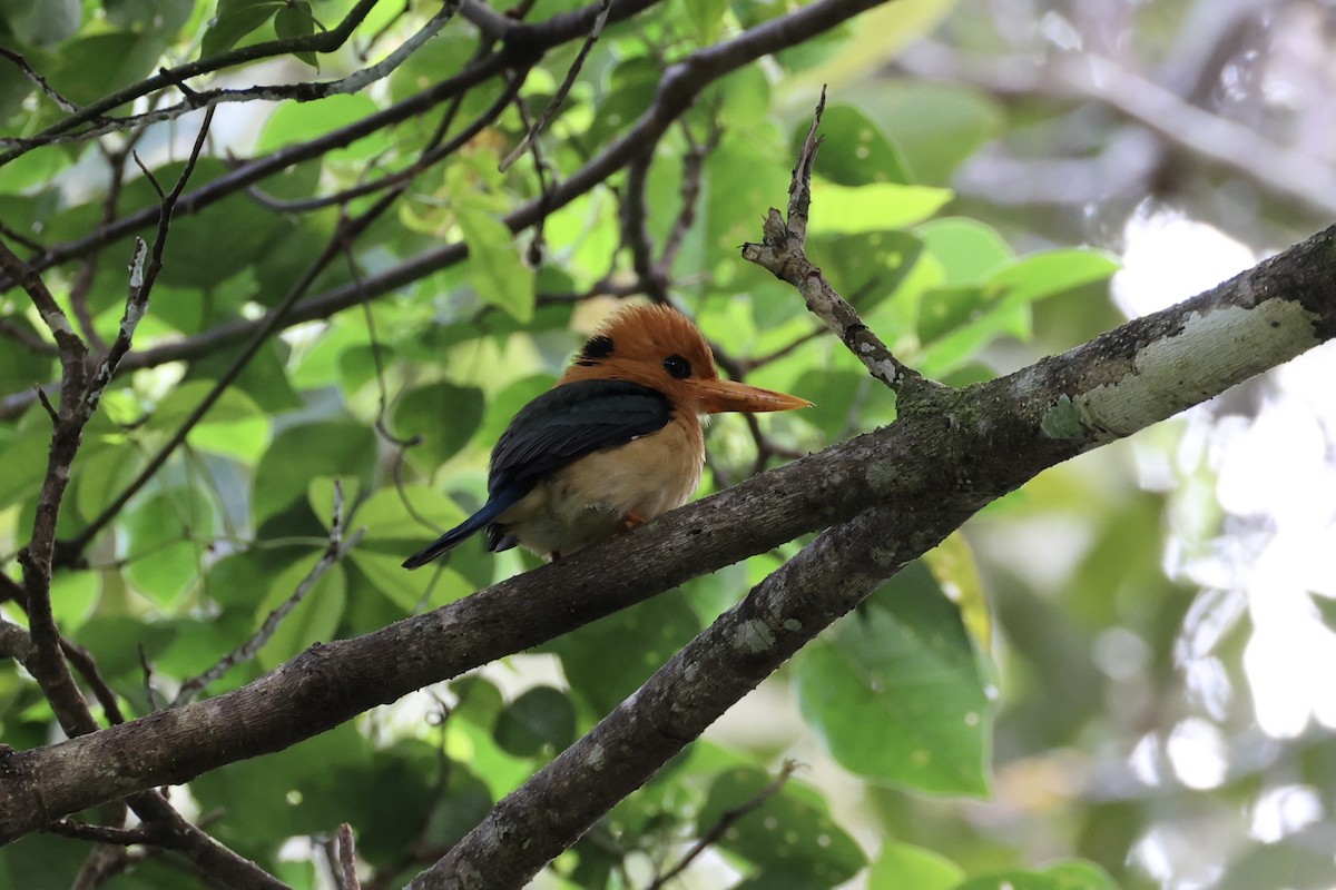 Yellow-billed Kingfisher - ML620774251