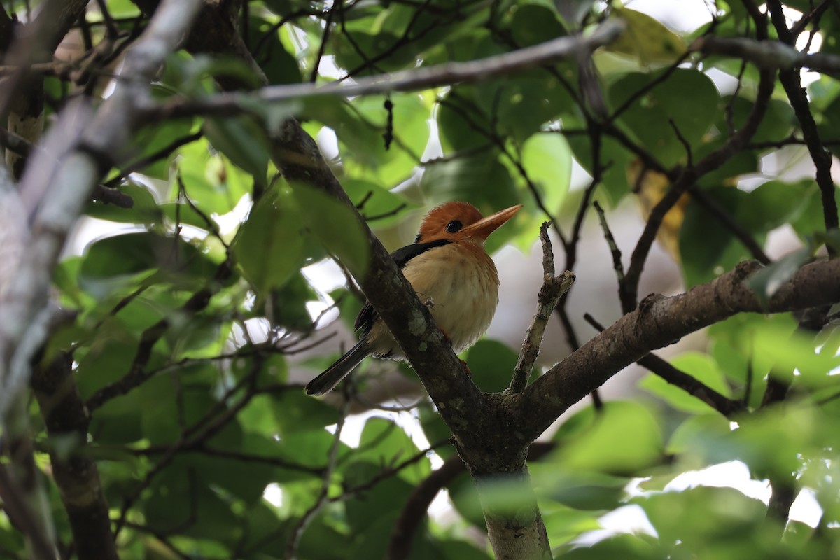 Yellow-billed Kingfisher - ML620774252