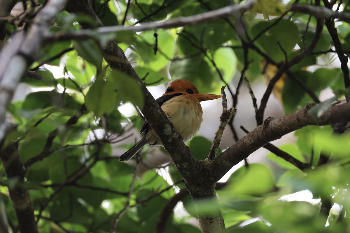 Yellow-billed Kingfisher - Andrew William