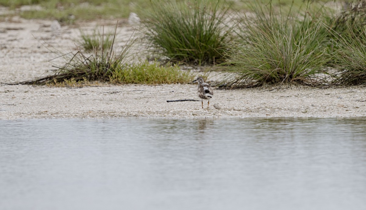 Ruddy Turnstone - ML620774255