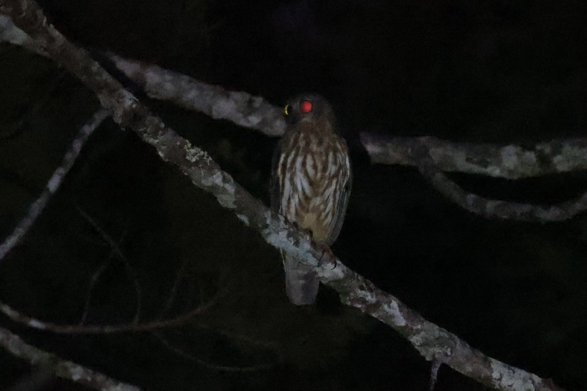 Barking Owl - ML620774272