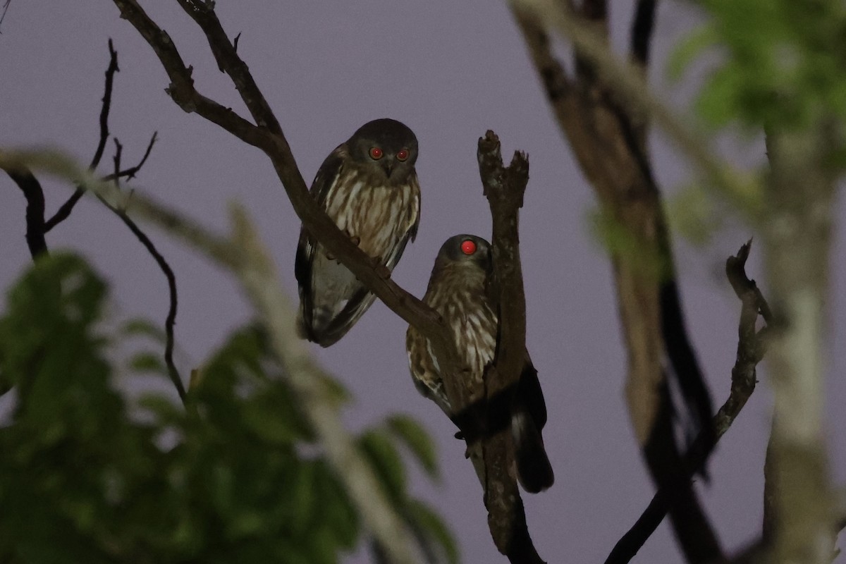 Barking Owl - ML620774273