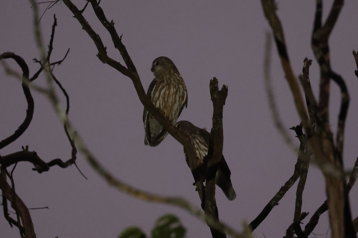 Barking Owl - ML620774275