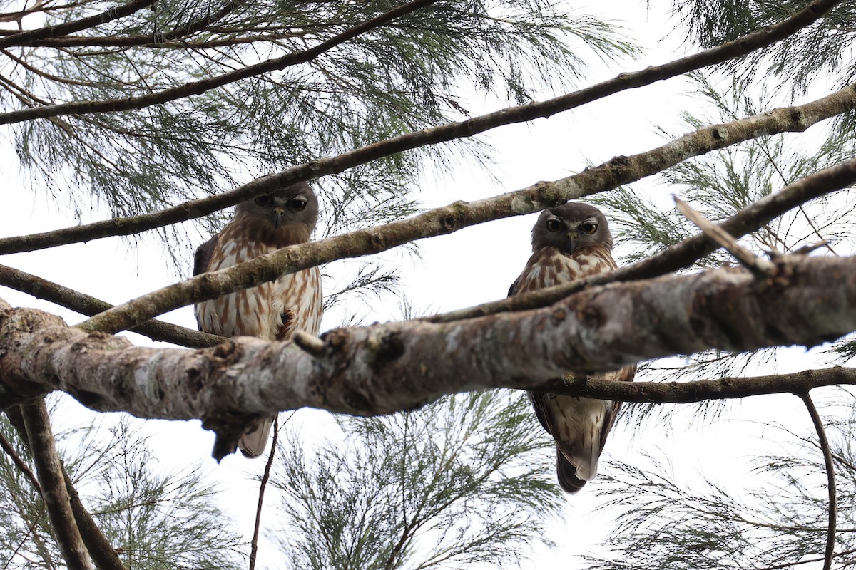 Barking Owl - ML620774280